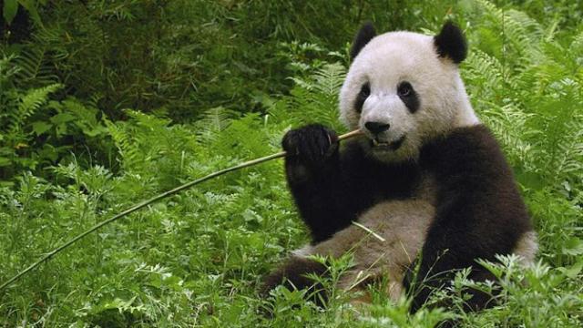 panda_google