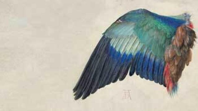 Image: Durero: ojos y manos del Divino Alberto