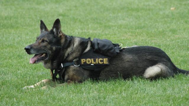 perro-policia