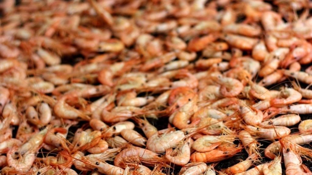 Camarones cocidos enfriándose en la encimera