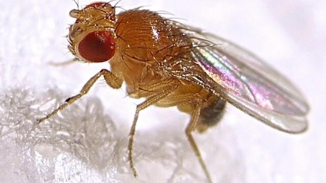 drosophila_melanogaster