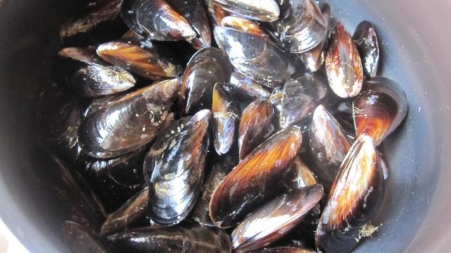 Mejillones.