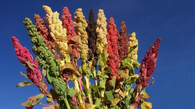quinoa 1