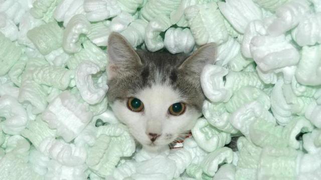 gato pack