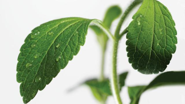 stevia