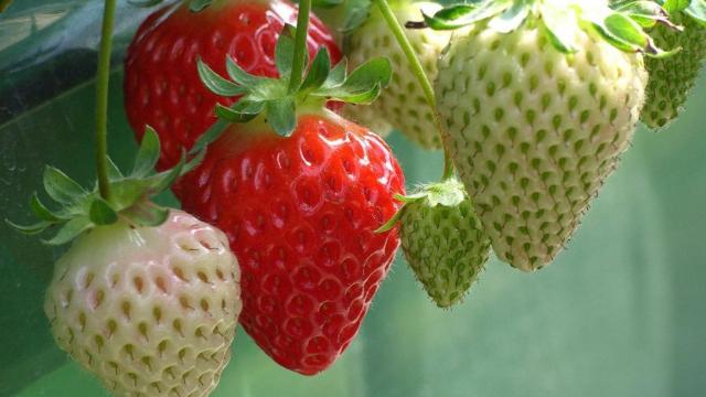 cultivar-fresas-00