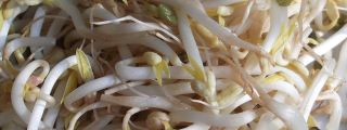 brotes-soja-00