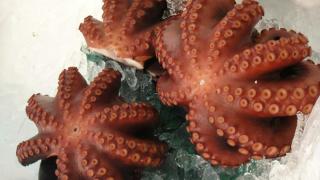 cocer-pulpo-00