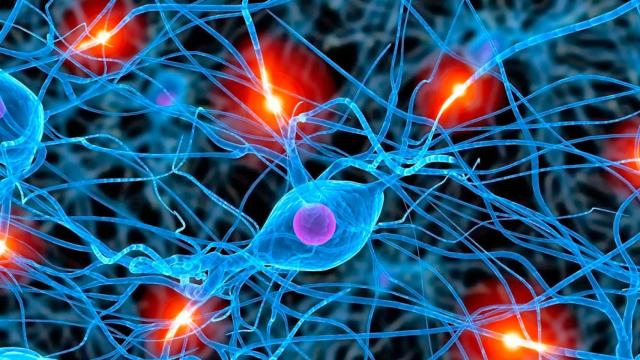 celulas-cerebrales