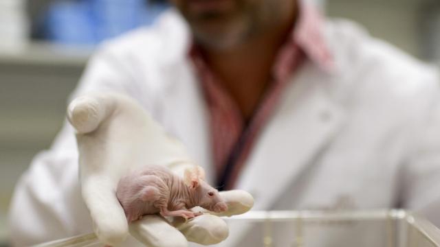 Un ratón de laboratorio para investigación científica.