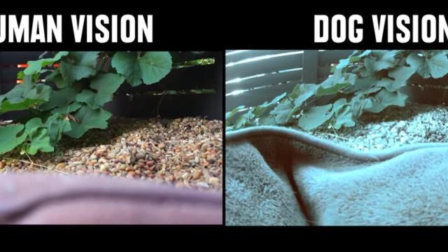 vision animales 2