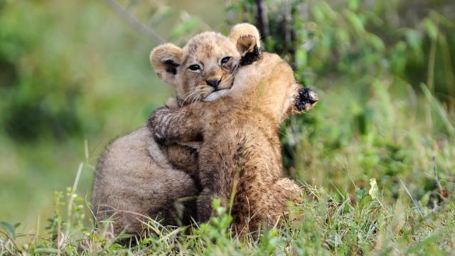 En el reino animal también se dan gestos de reconciliación.