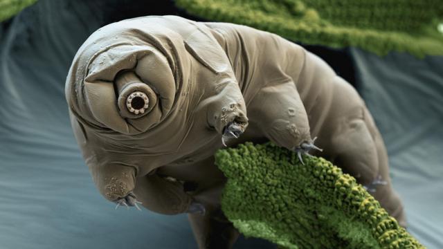 Ilustración a color de un tardígrado.