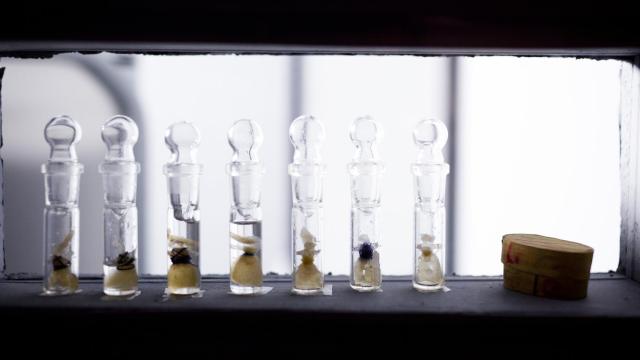 Esculturas realizadas con tejidos cultivados.