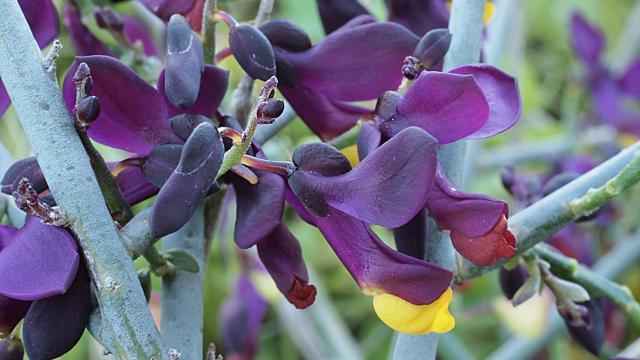 Un ejemplar de la planta Polygala balansae