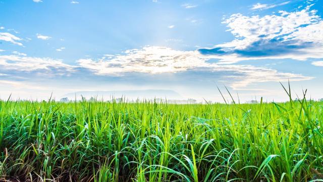 Plantación de caña de azúcar de la que se obtiene bioetanol