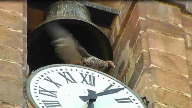 Lanzamiento de la pava desde el campanario de Cazalilla (Jaén)