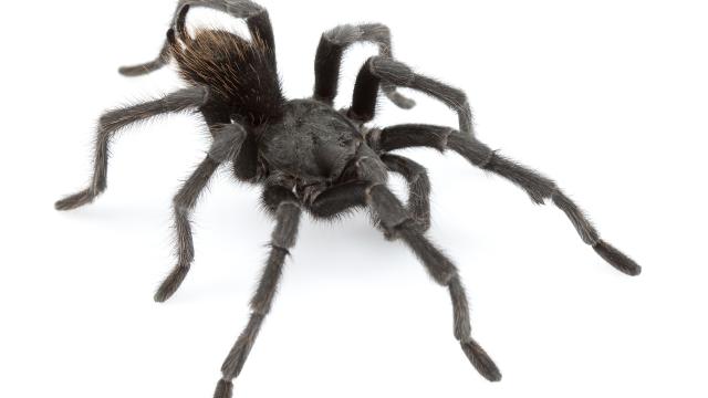 Un ejemplar adulto de 'Aphonopelma johnnycashi'