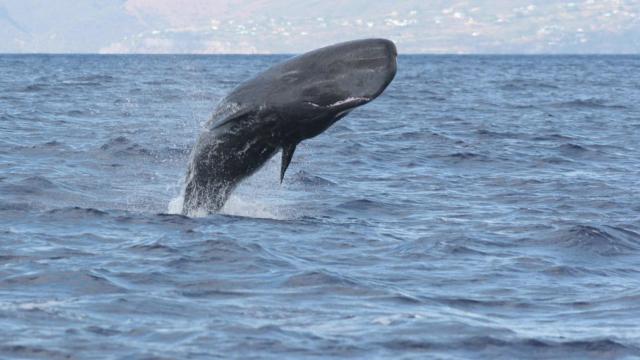 Imagen de uno de los cachalotes caribeños investigados.