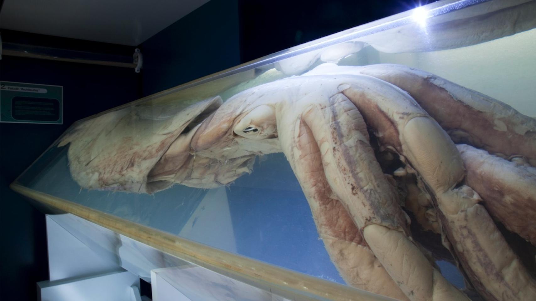 El ojo de este cefalópodo es el mayor del reino animal.