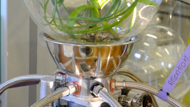 Podemos medir los sentidos de las plantas.