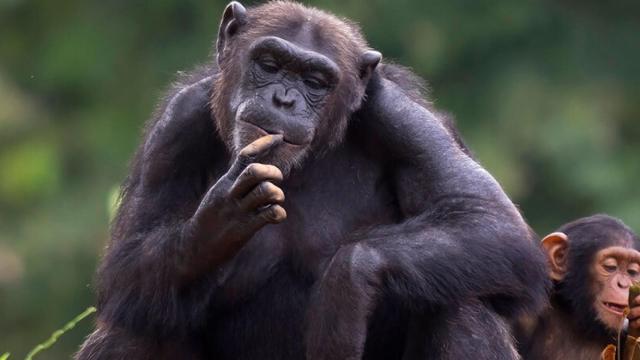 chimpance