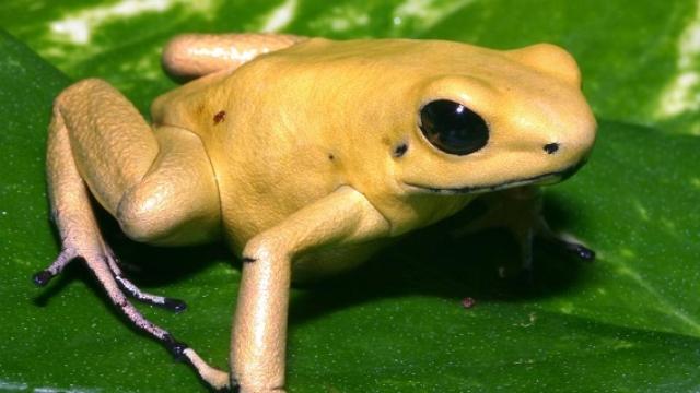 ranavenenosa