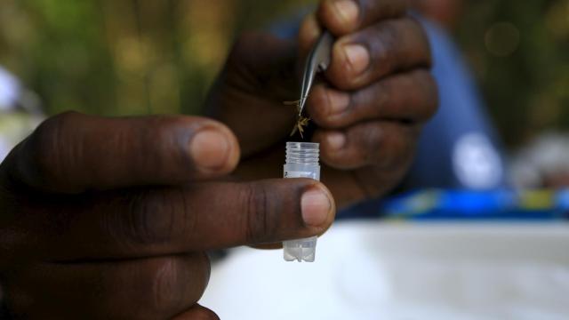 Investigador guarda un mosquito de muestra en el bosque de Zika, en Uganda.