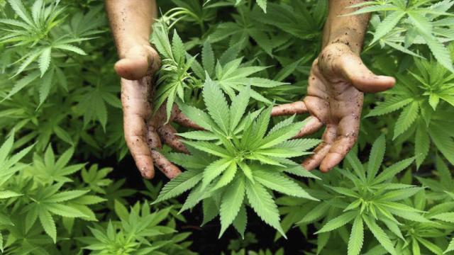 Marihuana