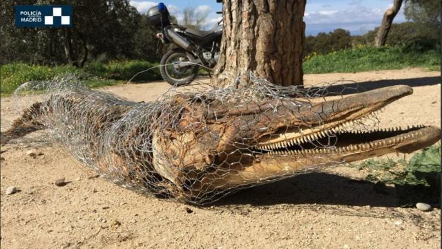 Estado en el que se encontró al animal.