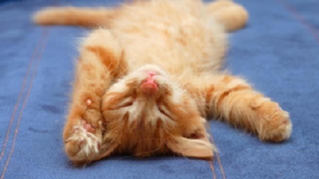 gatodormido