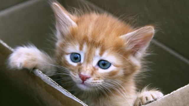 gato_en_caja