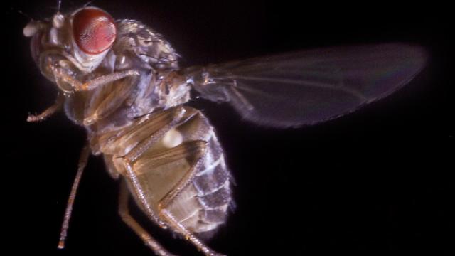 La mosca de la fruta es un modelo experimental muy utilizado.