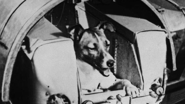 laika