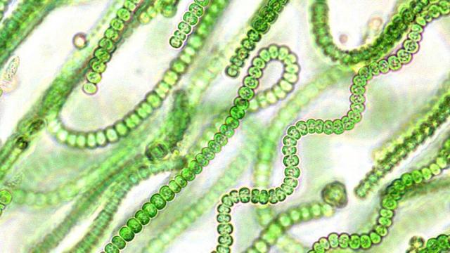 cianobacterias
