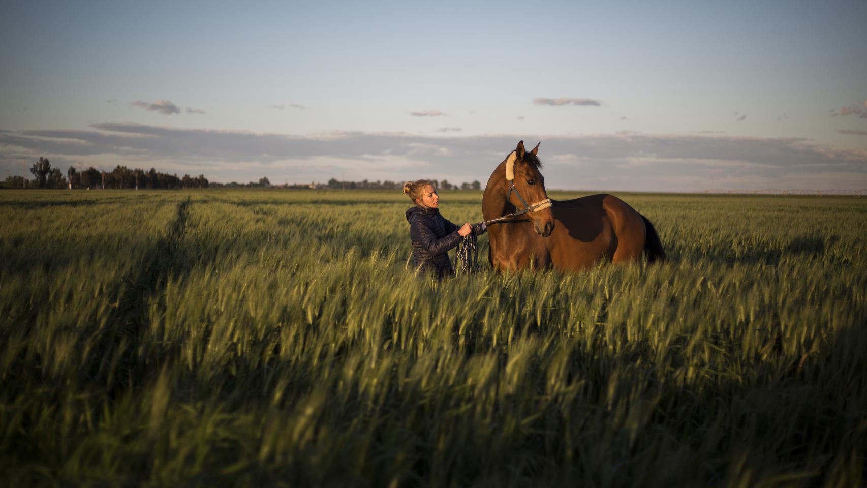 Hito, caballo olímpico.