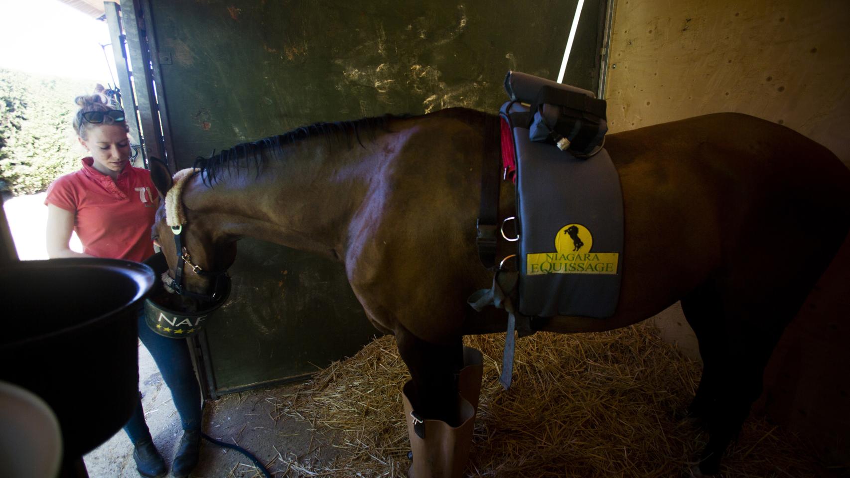 Hito, caballo olímpico.