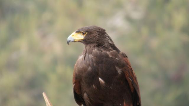 Un ejemplar de águila imperial.