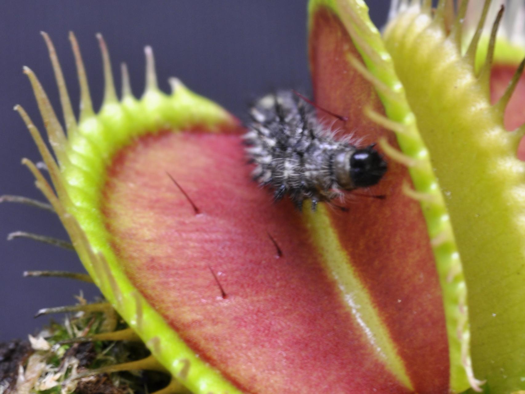 Una Venus atrapamoscas saboreando su almuerzo.