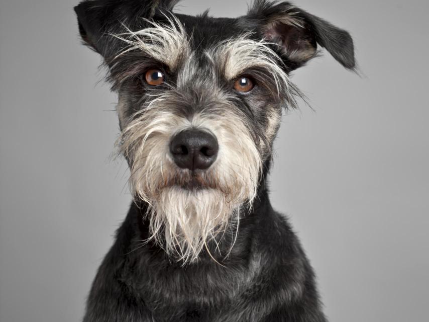 Retrato de la serie Soy tú, que puede verse en la muestra Animalista.