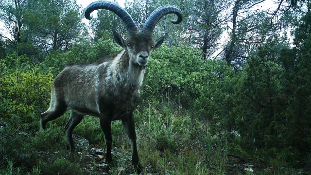 Una cabra montesa, en las proximidades de un parque eólico.