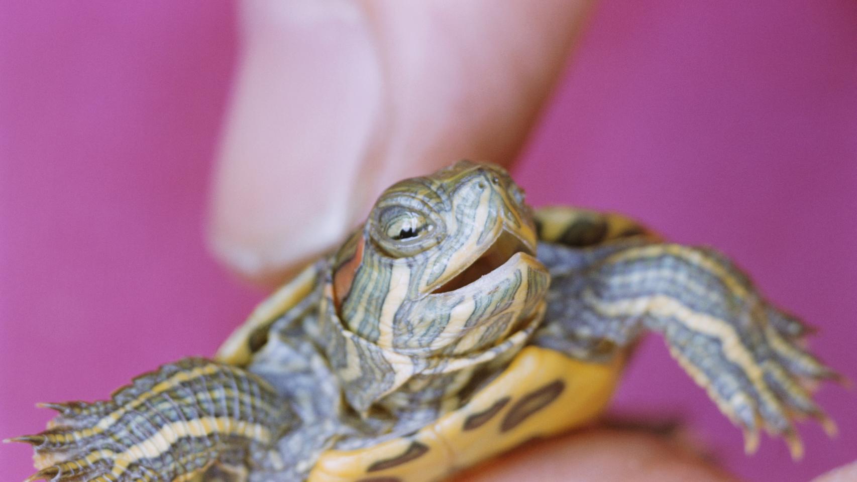 ¿Salmonelosis por mayonesa? No, por tortugas