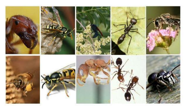 picaduras_insectos