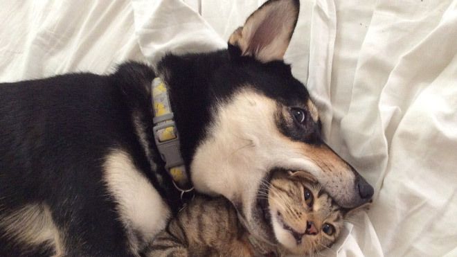 Crea vídeos divertidos con tu mascota