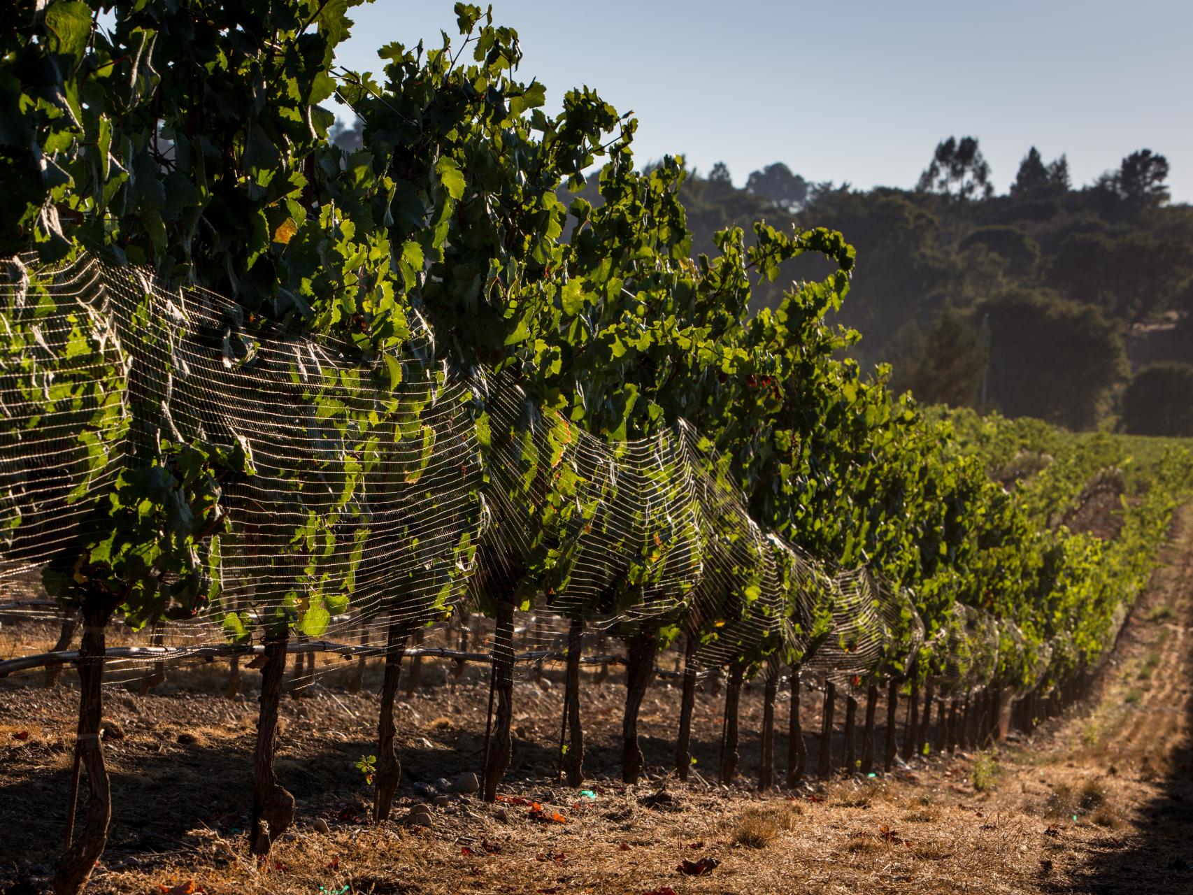 Un viñedo biodinámico al sur de Francia.