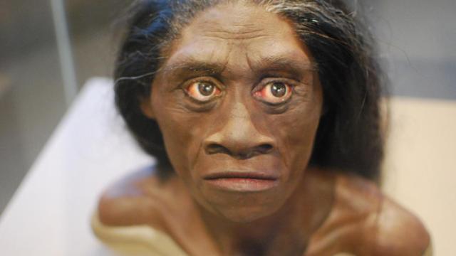 Reconstrucción de una mujer Homo floresiensis.