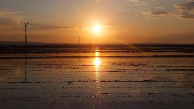 Arrozales cerca de Sollana, Valencia.