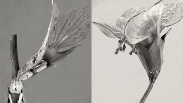 Image: Linarejos Moreno, botánica mecánica