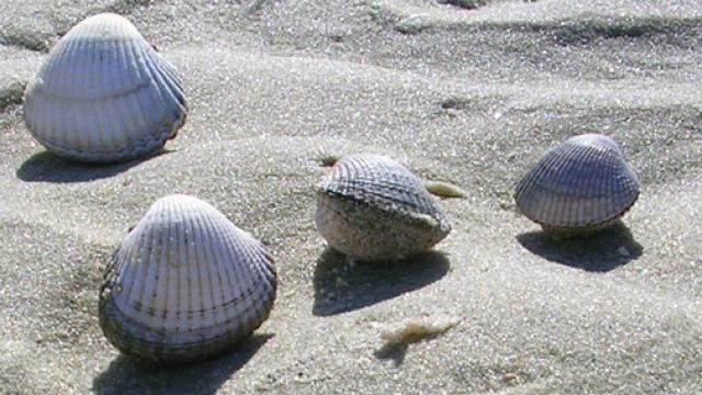 Berberechos de la ría de Arousa en Galicia, recogidos para el estudio.