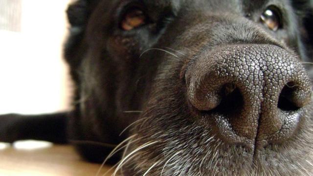 olfato de los perros